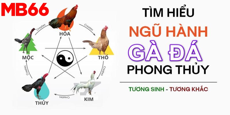 Yếu tố tương sinh tương khắc khi chơi đá gà nên nắm rõ