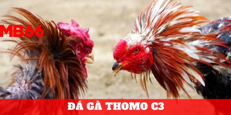 Đá gà Thomo - Nơi được mệnh danh “ Thánh địa đá gà”