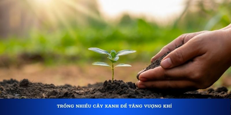 Trồng nhiều cây xanh để tăng vượng khí