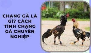 Chạng Gà Là Gì? - Bật Mí Cách Tính Chạng Gà Chuyên Nghiệp